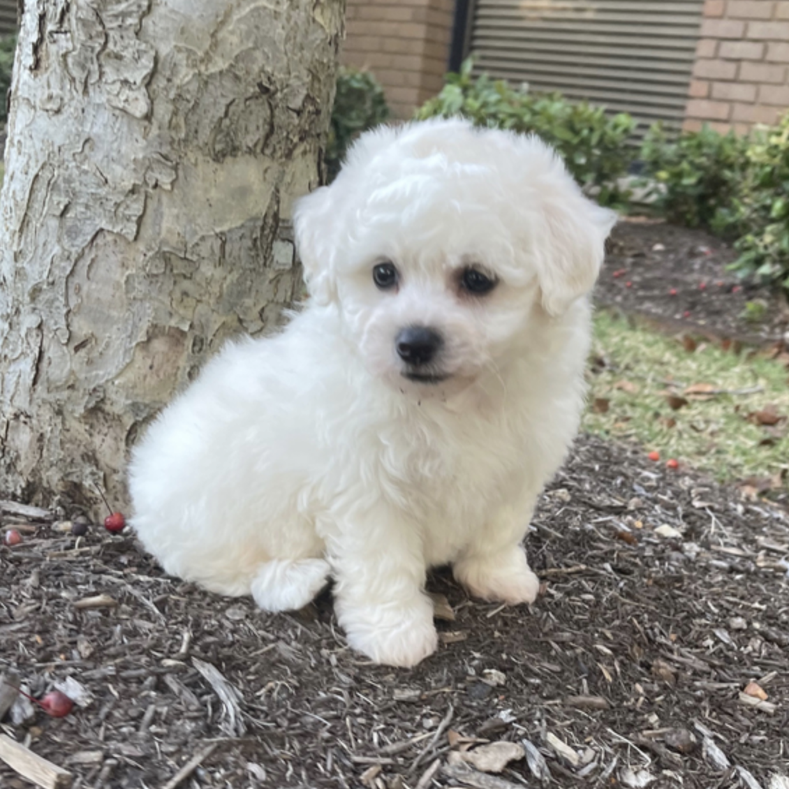 comprar cachorros sanos, baratos y asequibles para la venta